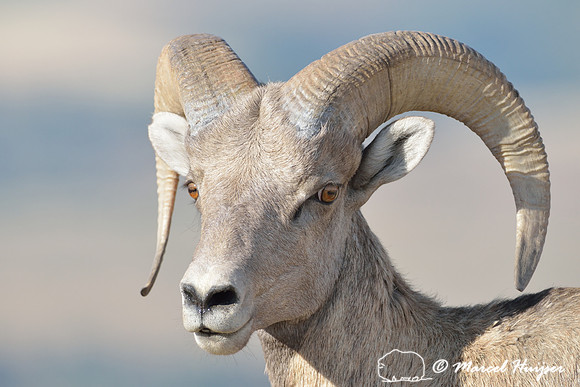 Bighorn sheep (Ovis canadensis) ram, Montana, USA