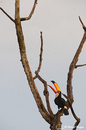 Toco toucan (Ramphastos toco), Goiás, Brazil