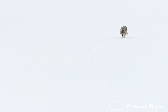 Winter wolf (Canis lupus), approaching on snow covered frozen river, Wyoming, USA