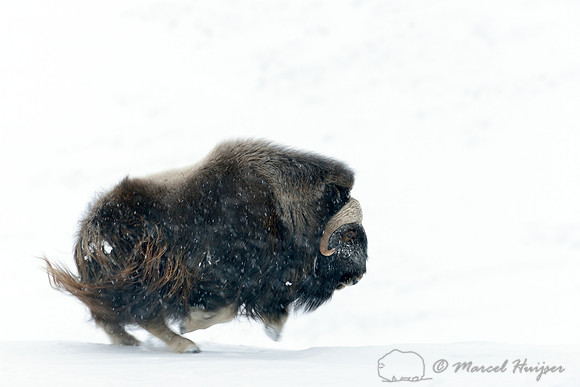 Muskoxen (Ovibos moschatus) in the process of charging another male, Dovrefjell National Park, Norway