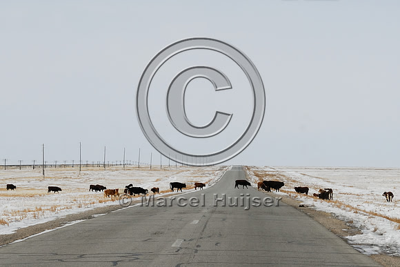 Cattle cross the road along A0101 paralleling Trans-Mongolian Railway, between Choyr and Nalayh, Töv Govisümber, Mongolia