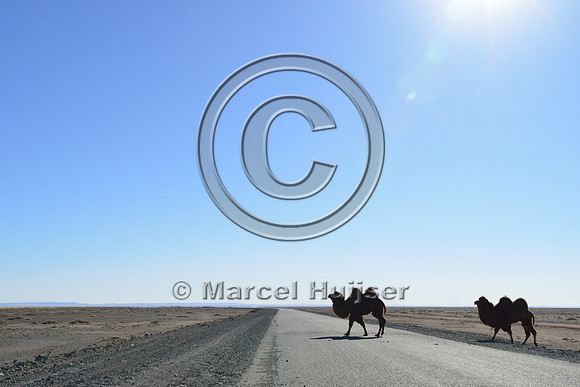 Domesticated Bactrian camels (Camelus bactrianus) crossing the road, Gobi, Mongolia