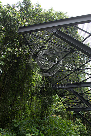 Canopy crossing for arboreal mammals, "park road" (estrada-parqu