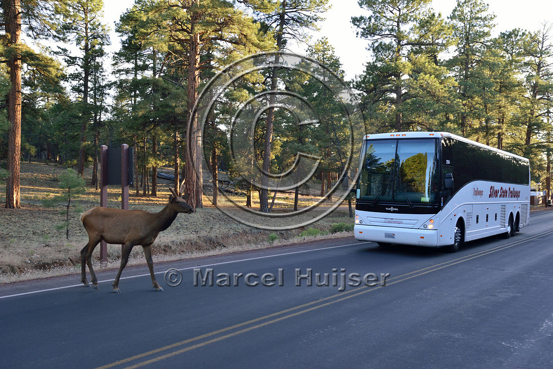 Road ecology blog: Young male elk (Cervus canadensis) crosses the road in front of a bus, Grand Canyon National Park, Arizona, USA
