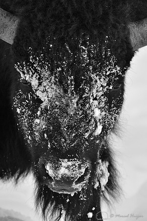 Bison (Bison bison) moving head side to side to move snow to access vegetation under the snow, Wyoming, USA