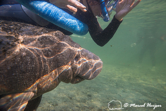 West Indian manatee (Trichechus manatus) seeks attention from Be