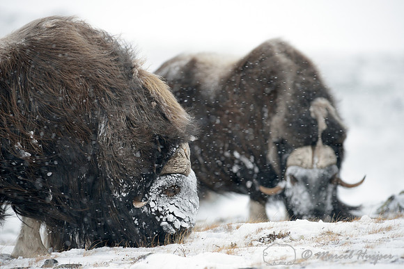Muskox (Ovibos moschatus), Dovrefjell National Park, Norway