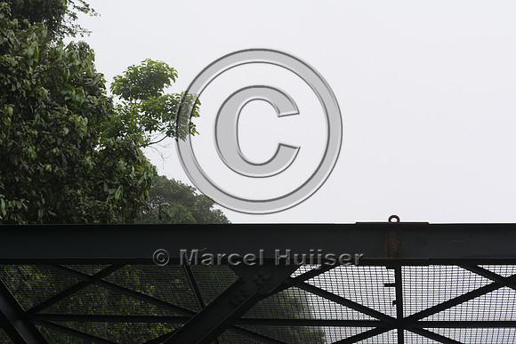 Canopy crossing for arboreal mammals, "park road" (estrada-parqu