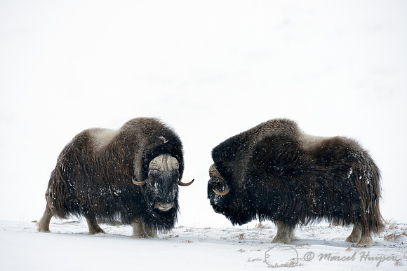Muskoxen (Ovibos moschatus) sparring, Dovrefjell National Park, Norway