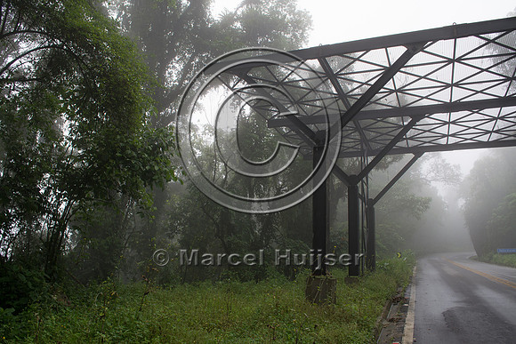 Canopy crossing for arboreal mammals, "park road" (estrada-parqu