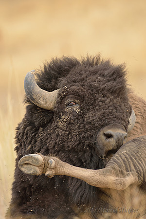 Bison (Bison bison) grooming and taking dust bath, Montana, USA