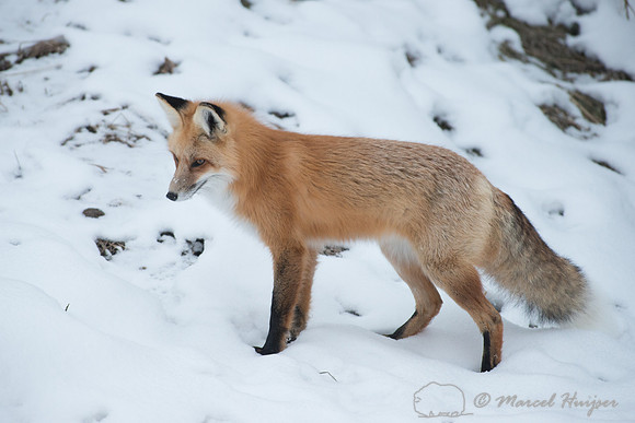 Red fox (Vulpes vulpes) in snow, Wyoming, USA