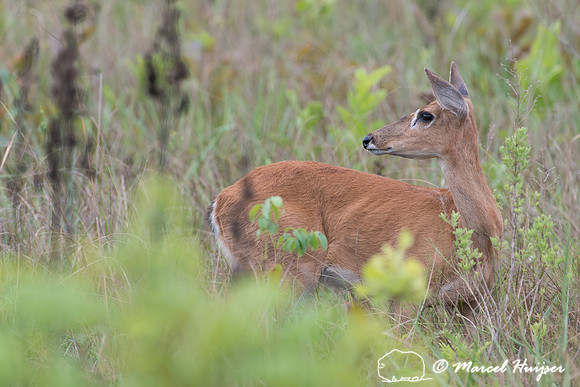 Pampa deer (Ozotoceros bezoarticus), Parque Nacional das Emas, G