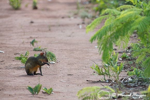 Azara's agouti (Dasyprocta azarae), Parque Nacional das Emas, Go