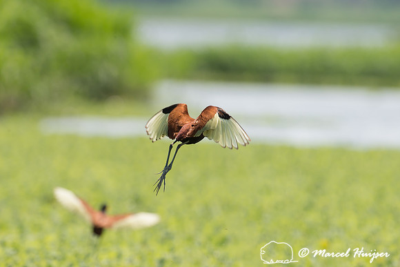 Wattled jacana (Jacana jacana), Tanquã, São Paulo, Brazil