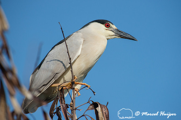 Black-crowned night heron (Nycticorax nycticorax), Tanquã, São