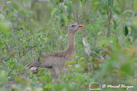 Red-legged seriema or crested cariama (Cariama cristata), near São Roque de Minas , Minas Gerais, Brazil