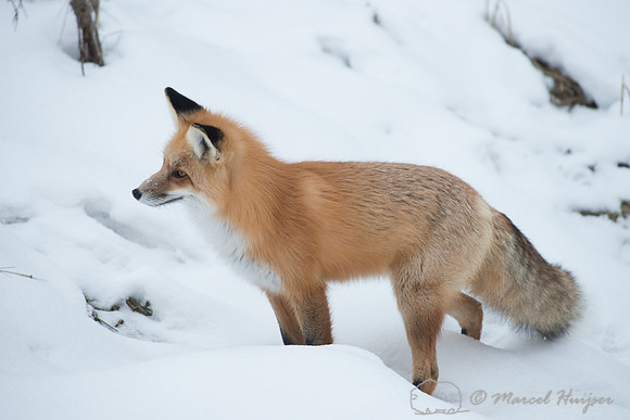 Red fox (Vulpes vulpes) in snow, Wyoming, USA