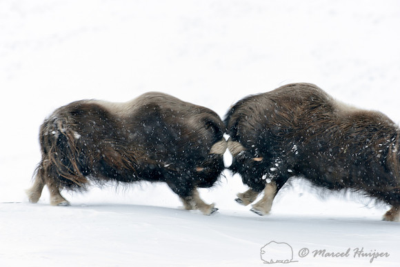 Muskoxen (Ovibos moschatus) ramming, moment of impact, Dovrefjell National Park, Norway