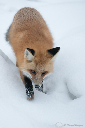 Red fox (Vulpes vulpes) in snow, Wyoming, USA