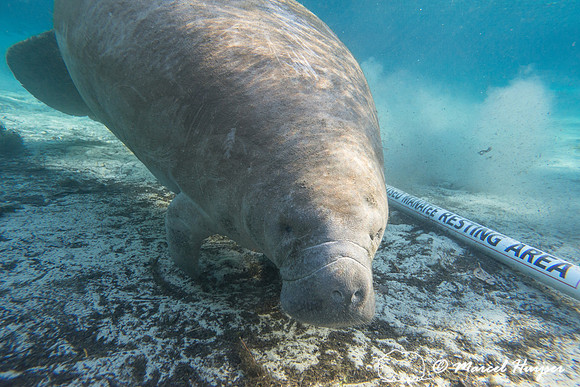 West Indian manatee (Trichechus manatus) at edge of closed resti