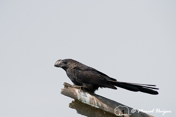 Smooth-billed ani (Crotophaga ani), Tanquã, São Paulo, Brazil