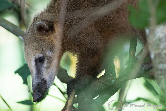 South American coati (Nasua nasua), Parque Nacional do Iguaçu,