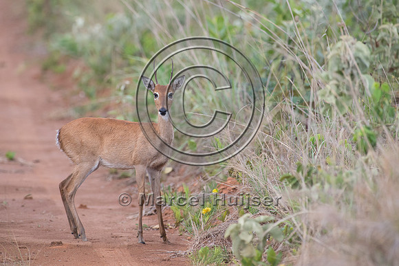 Pampa deer (Ozotoceros bezoarticus) buck, Parque Nacional das Em