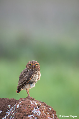 Burrowing owl (Athene cunicularia), Parque Nacional das Emas, Go