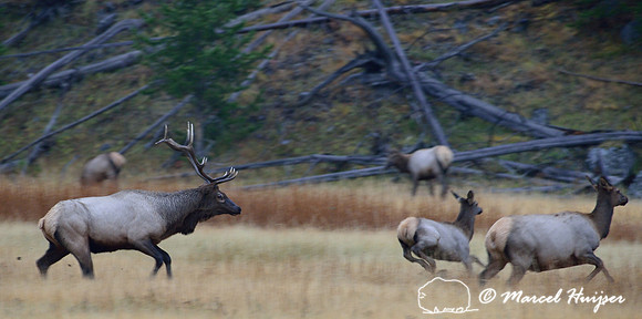 Bull elk (Cervus canadensis) herding cows and calves, Wyoming, USA