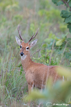 Pampas deer (Ozotoceros bezoarticus), Brazil