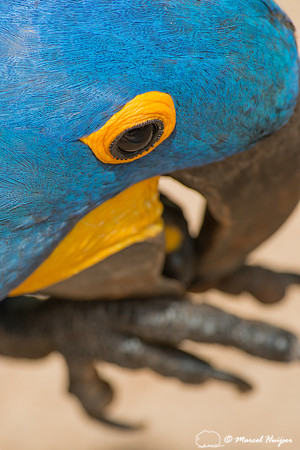 Hyacinth macaw (Anodorhynchus hyacinthinus), Brazil