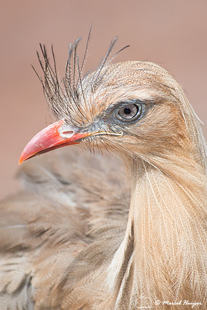 Red-legged seriema  (Cariama cristata), Brazil