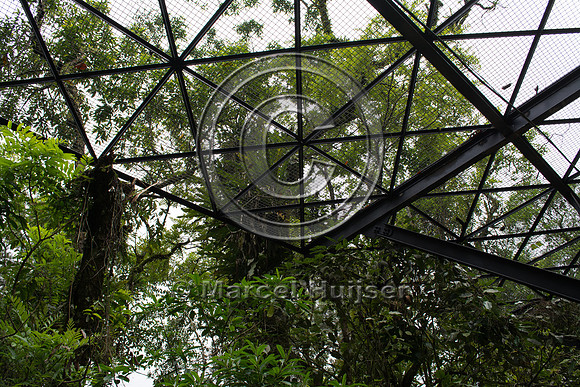 Canopy crossing, "park road" (estrada-parque) Capelinha-Mauá (R