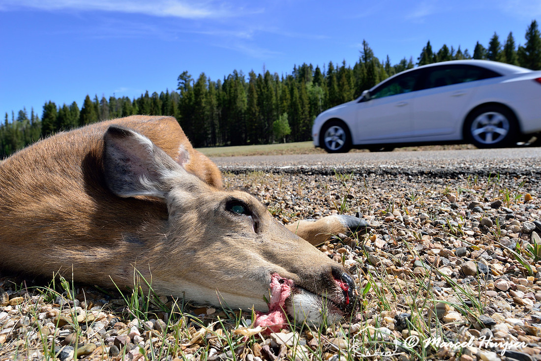 Road ecology blog: Mule deer (Odocoileus hemionus) roadkill, Grand Canyon National Park, North Rim, Arizona, USA