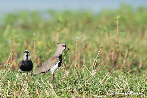 Southern lapwing (Vanellus chilensis),  Tanquã, São Paulo, Bra