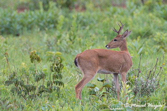 Pampa deer buck (Ozotoceros bezoarticus), Parque Nacional das Em