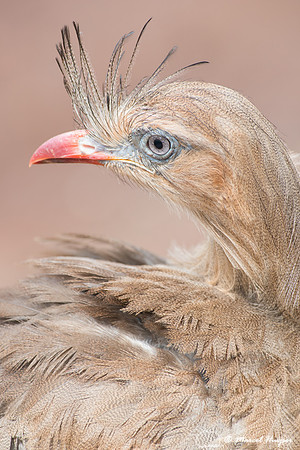 Red-legged seriema  (Cariama cristata), Brazil