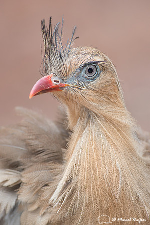 Red-legged seriema  (Cariama cristata), Brazil