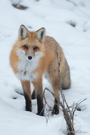 Red fox (Vulpes vulpes) in snow, Wyoming, USA