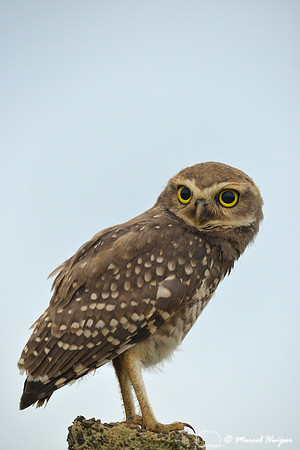 Burrowing owl (Athene cunicularia), Parque Nacional das Emas, Goiás, Brazil