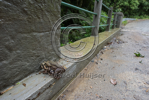 Yellow cururu toad (Rhinella icterica),  Brazil