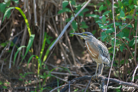 Striated heron (Butorides striata), Tanquã, São Paulo, Brazil