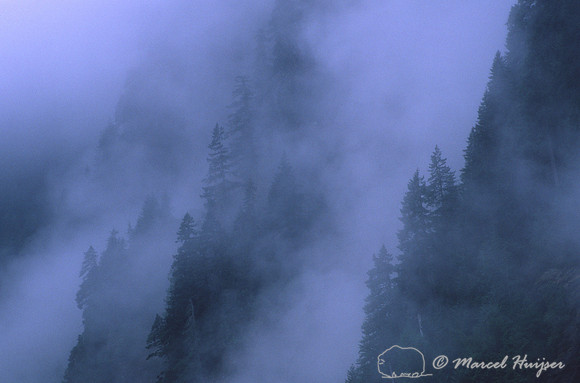 Forest in the mist