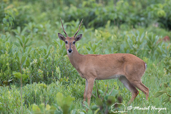 Pampa deer buck (Ozotoceros bezoarticus), Parque Nacional das Em