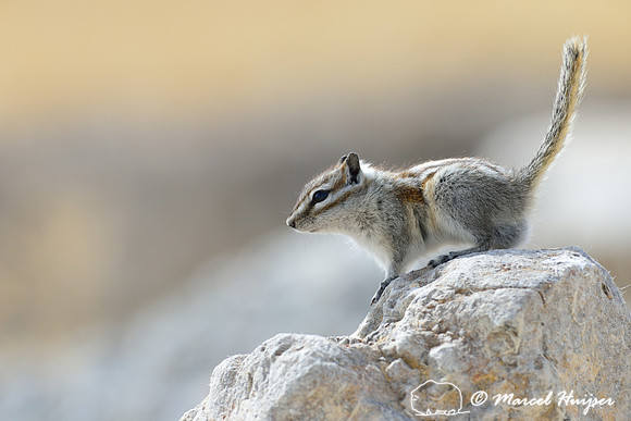 Least chipmunk (Tamias minimus), Montana, USA