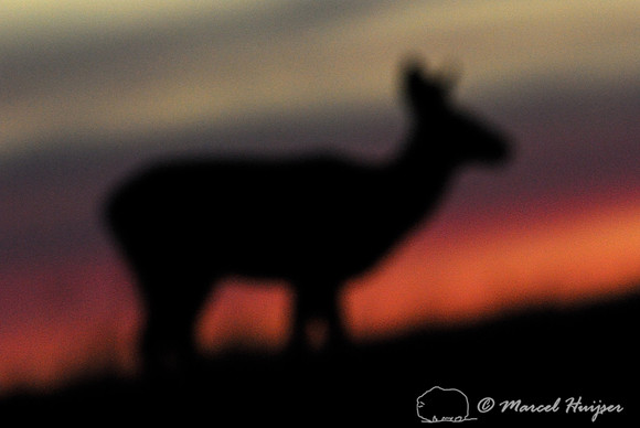 Mule deer (Odocoileus hemionus) doe against an evening sky, Montana, USA