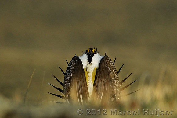 Male sage grouse (Centrocercus urophasianus) in a lek and displaying, near Bannack, Montana, USA