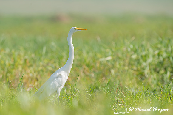 Great egret (Ardea alba), Tanquã, São Paulo, Brazil