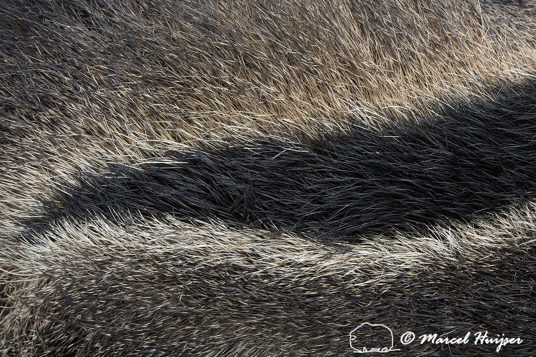 Giant anteater roadkill (Myrmecophaga tridactyla), Minas Gerais,